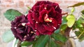 Beautiful and rare Abracadabra rose flower Royalty Free Stock Photo